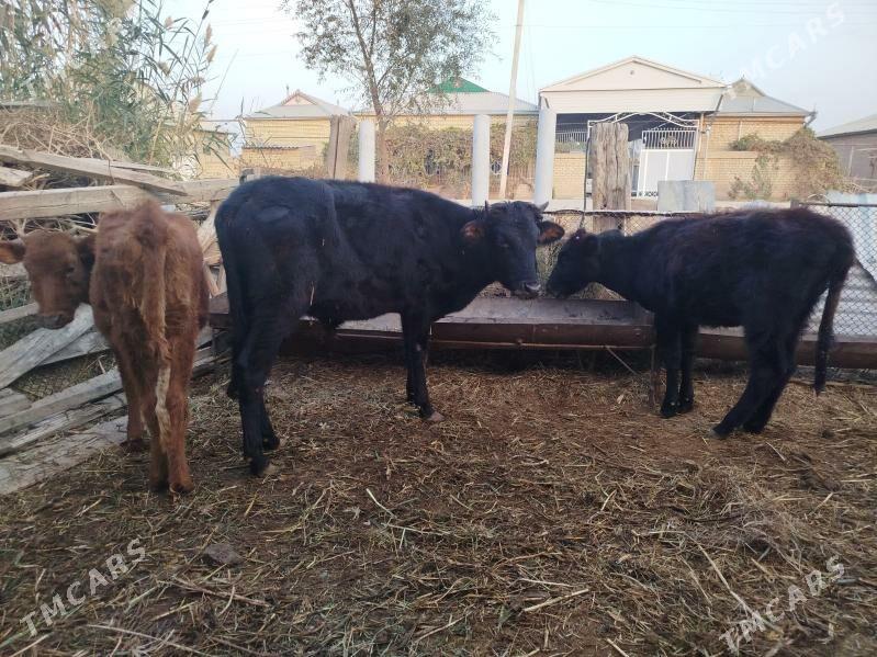 Gölöler - Векильбазар - img 8