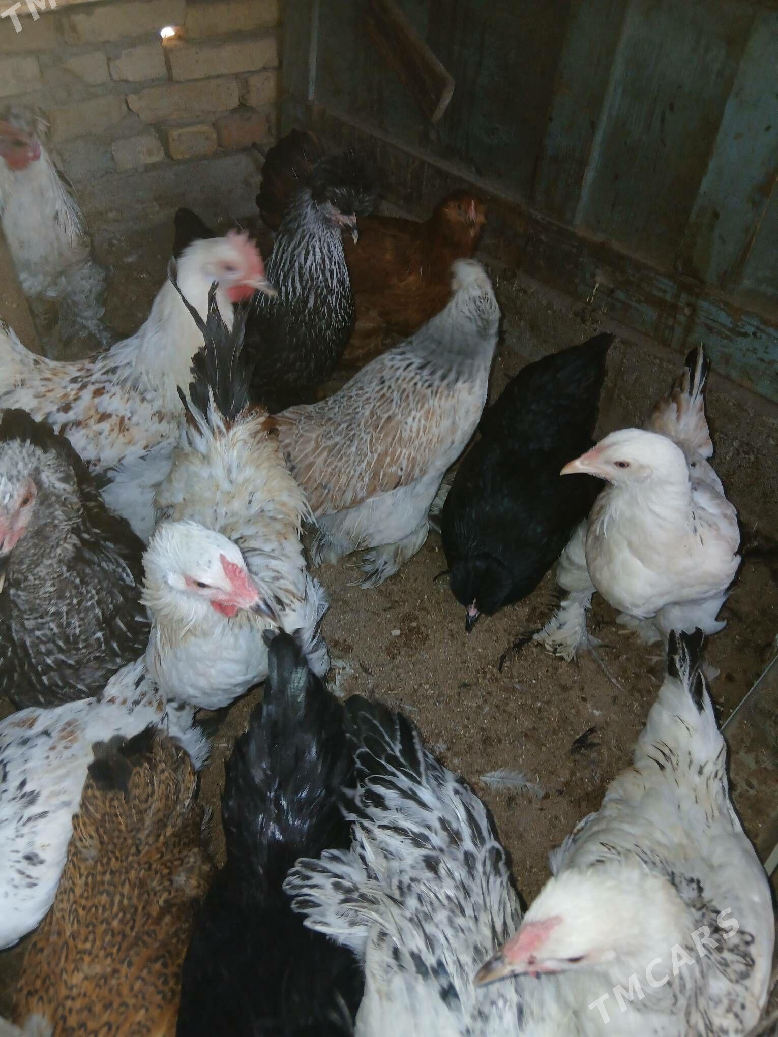 towuk - Änew - img 1