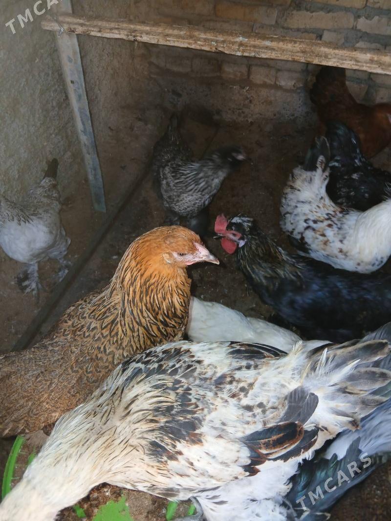 towuk - Änew - img 2