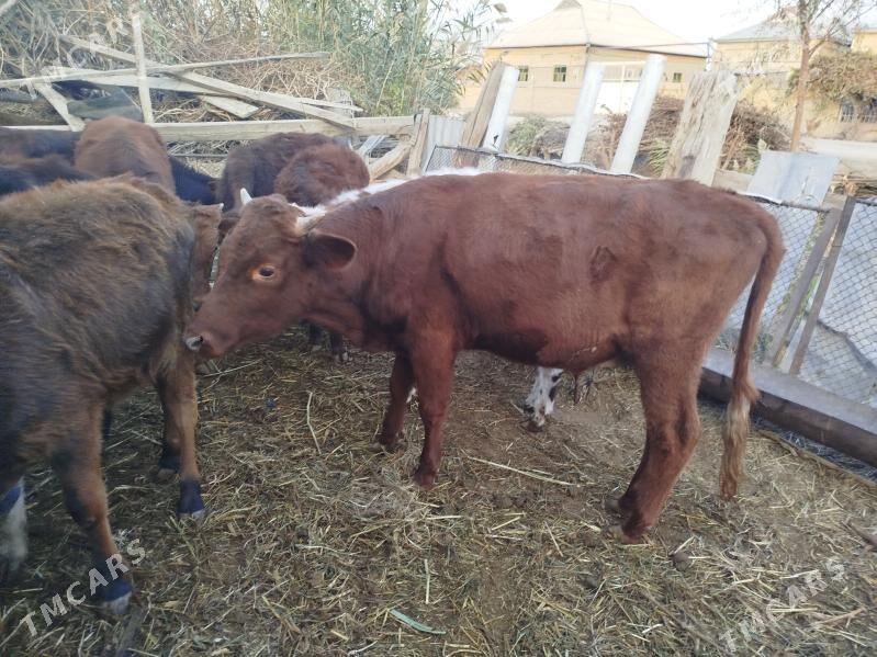 Gölöler - Векильбазар - img 9