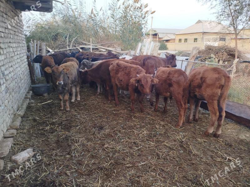 Gölöler - Векильбазар - img 7