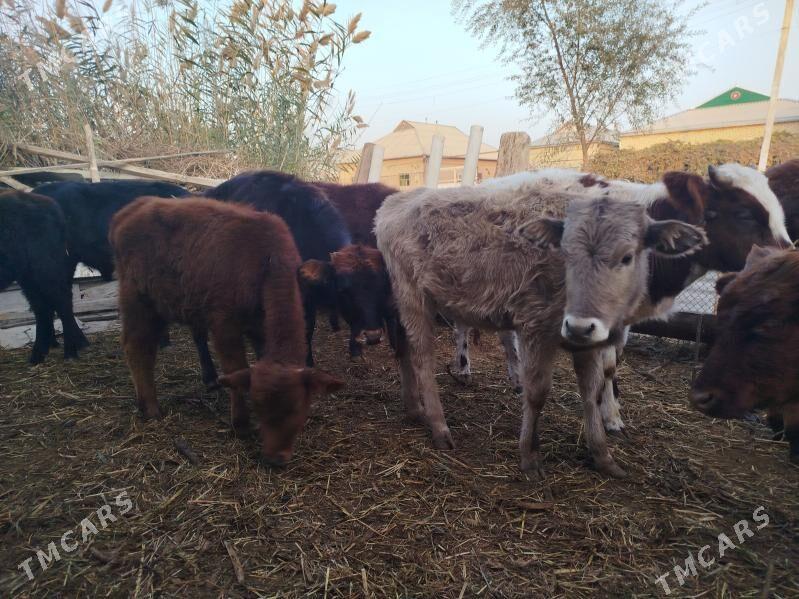 Gölöler - Векильбазар - img 5