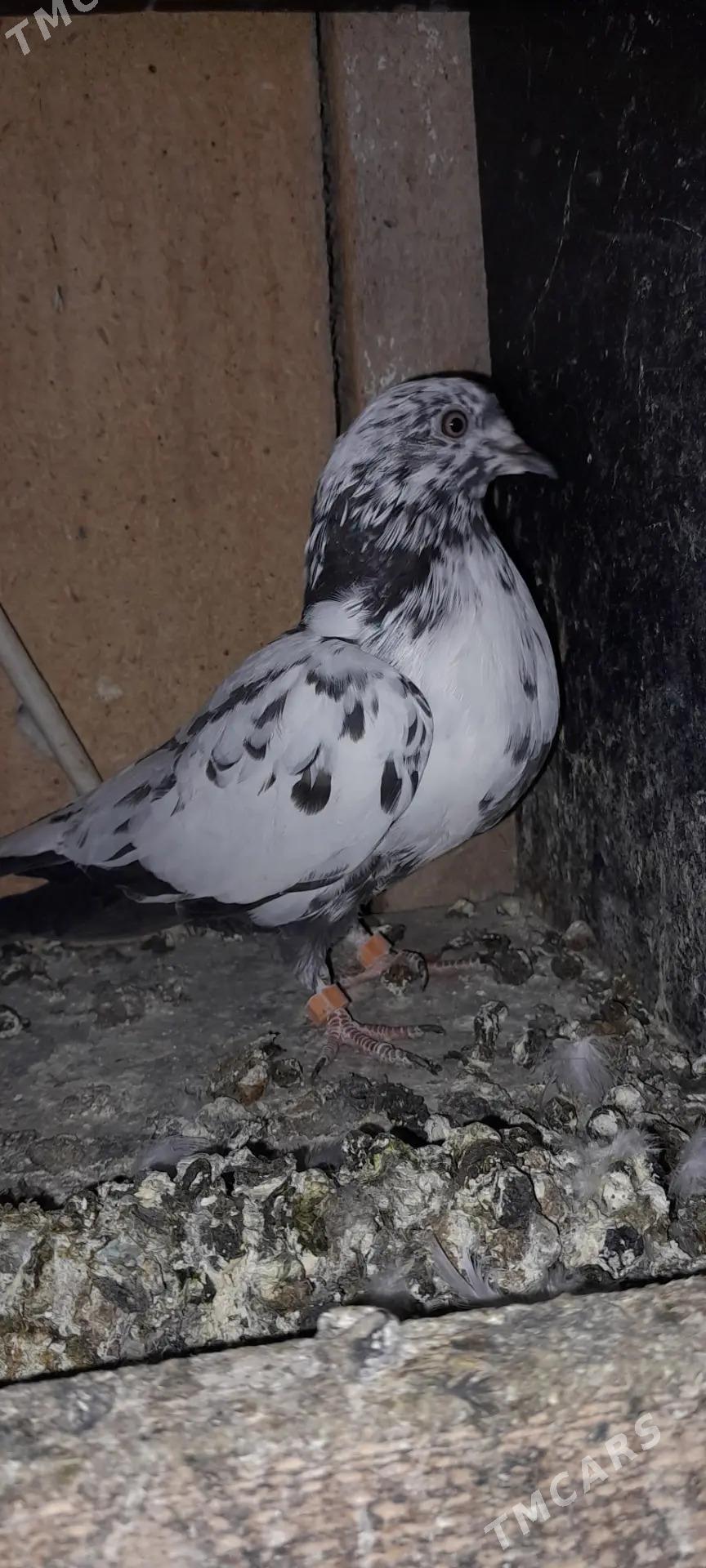 кепдери - Ашхабад - img 1