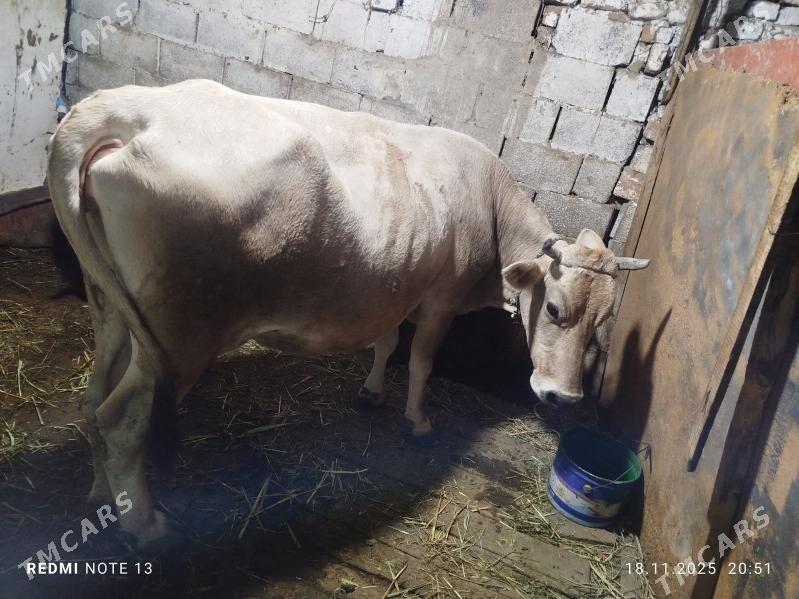 Goleli Sygyr - Bäherden - img 3