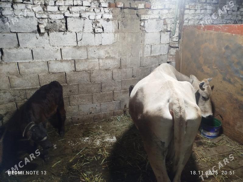 Goleli Sygyr - Bäherden - img 4