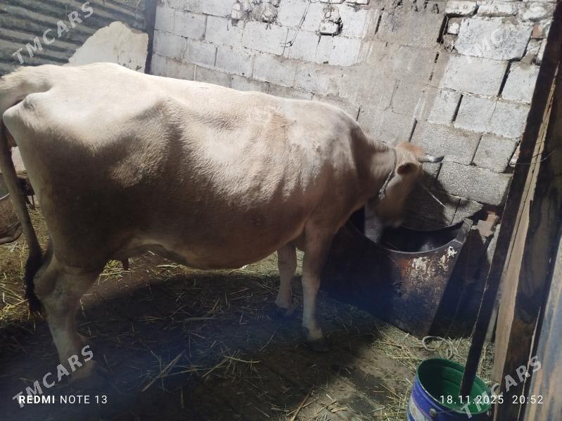 Goleli Sygyr - Bäherden - img 1