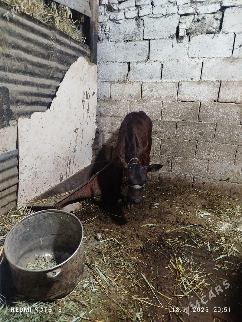 Goleli Sygyr - Bäherden - img 2