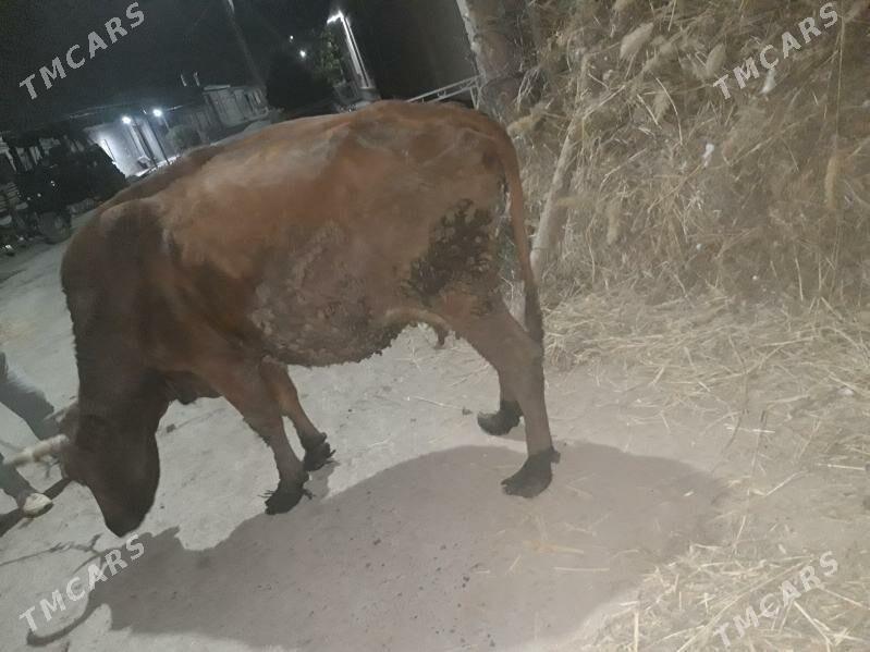 burlat inek - Чарджоу - img 3