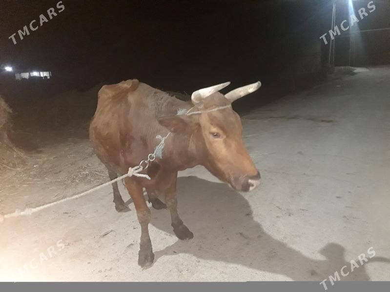 burlat inek - Чарджоу - img 1