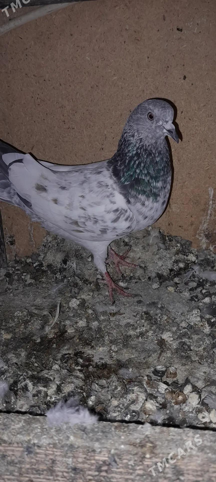 кепдери - Ашхабад - img 4