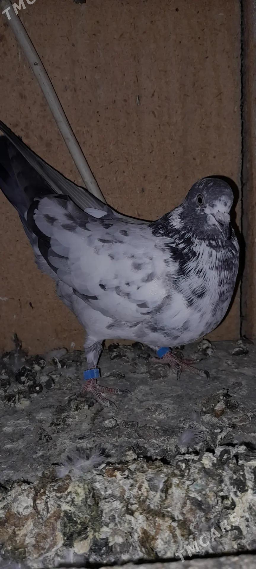 кепдери - Ашхабад - img 2