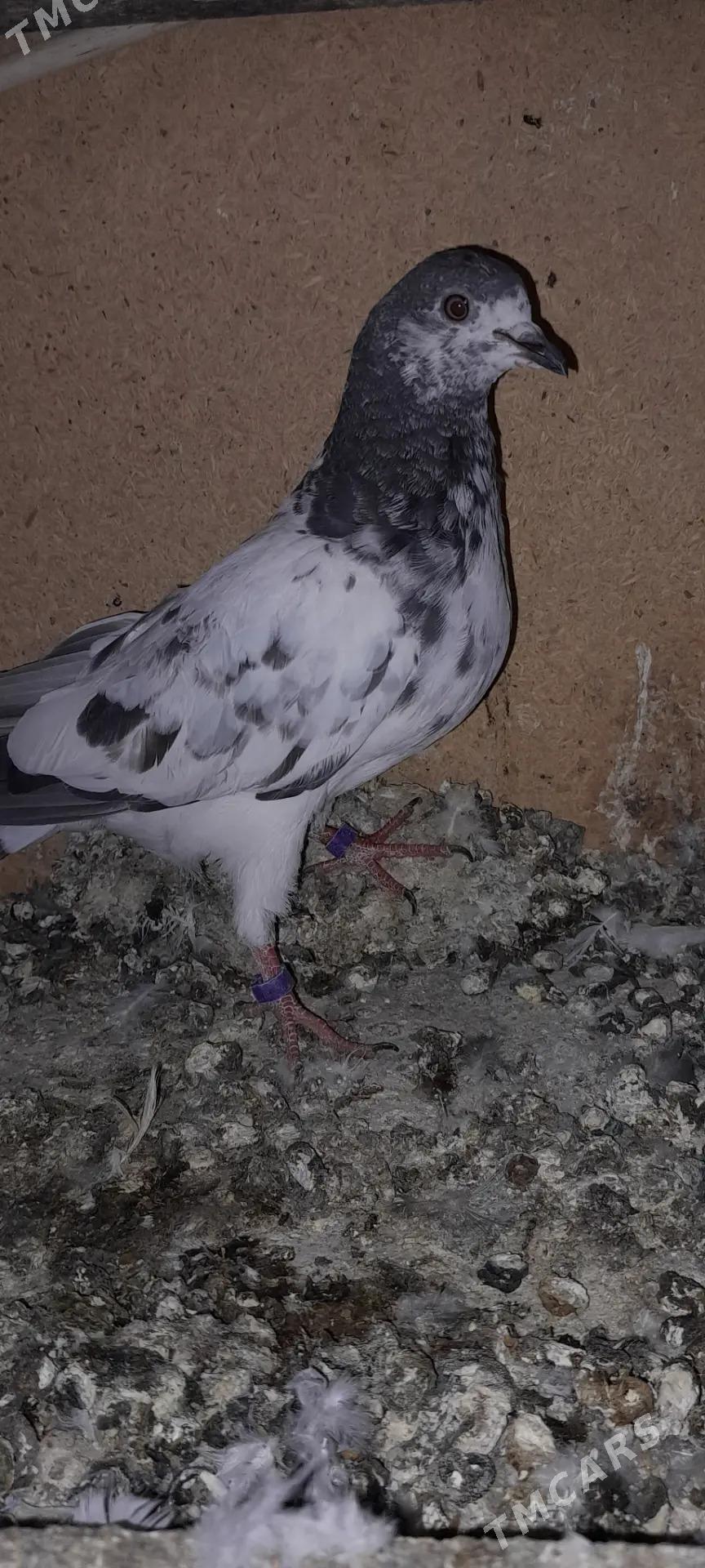 кепдери - Ашхабад - img 5