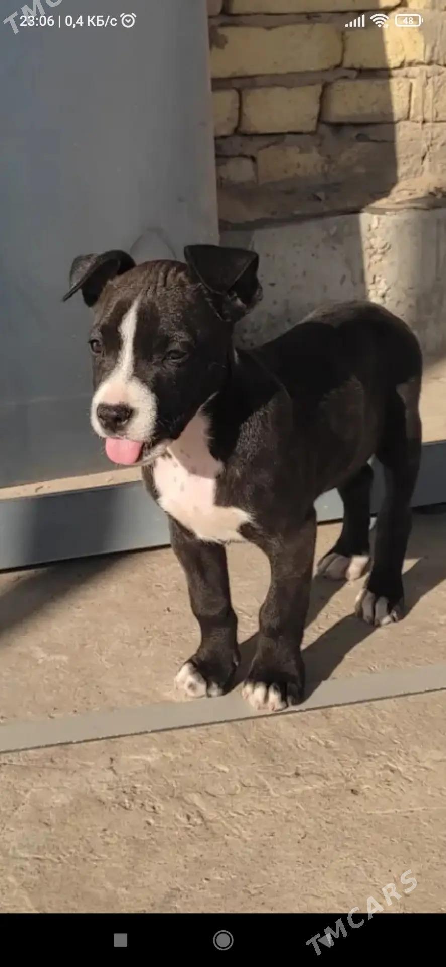 PITBULL - Сейди - img 5