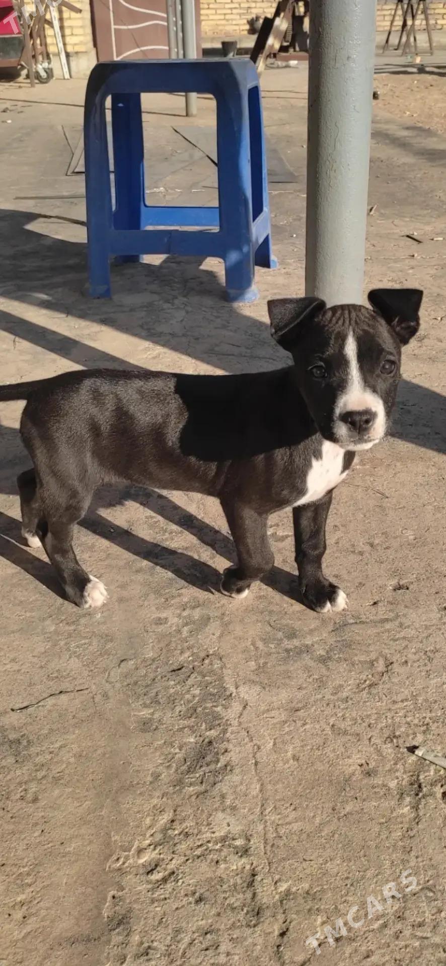 PITBULL - Сейди - img 2