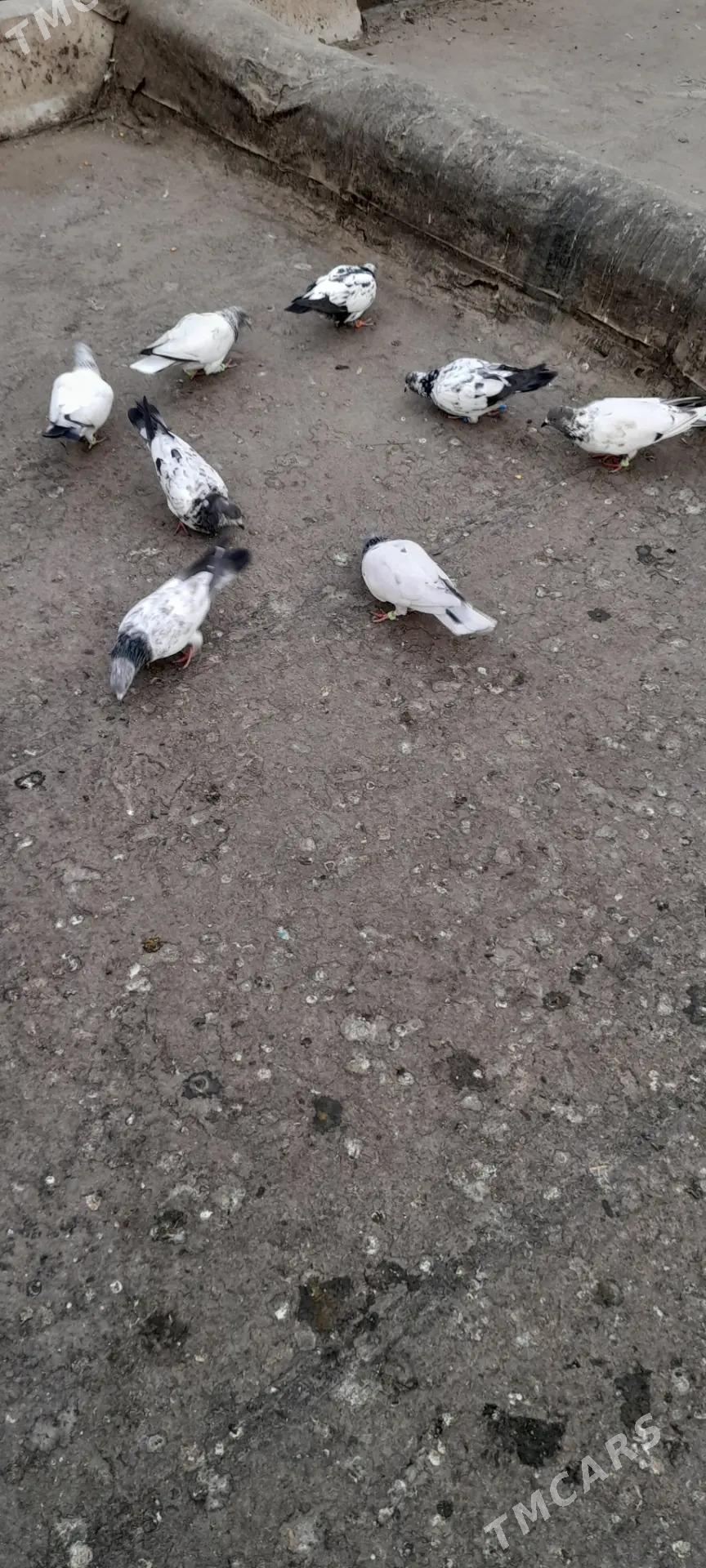 кепдери - Ашхабад - img 6