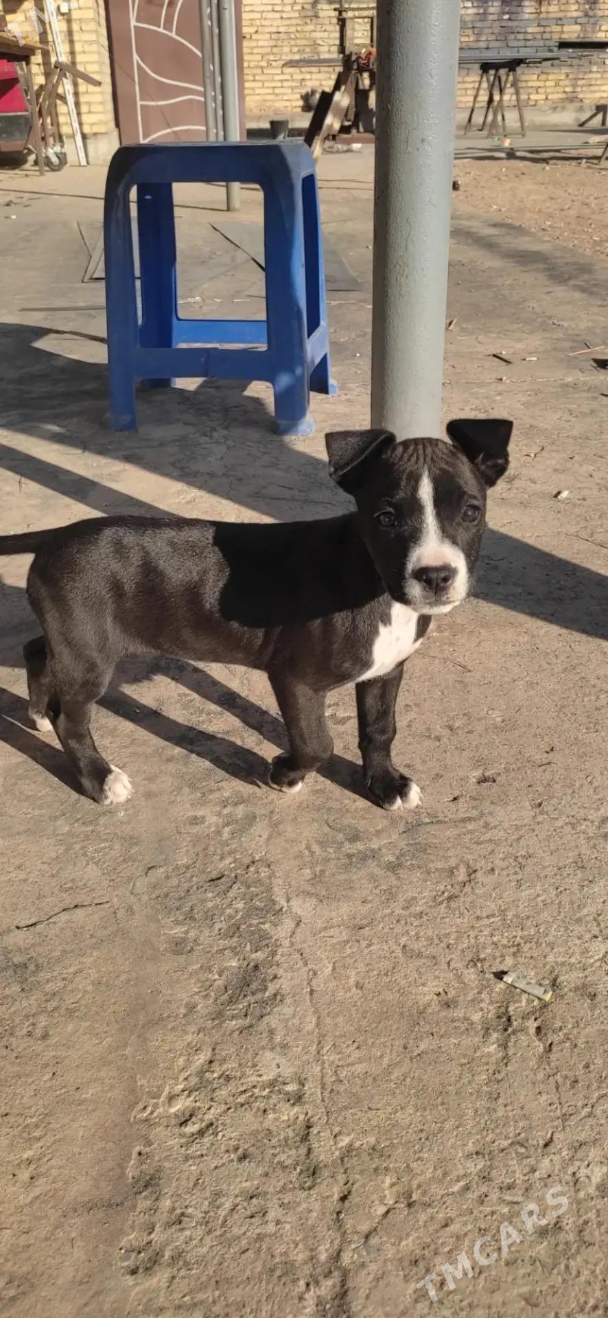 PITBULL - Сейди - img 7