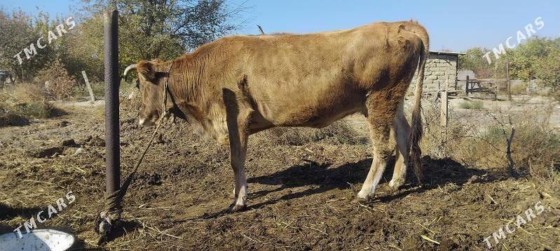 gysyr.sygyr - Bäherden - img 2