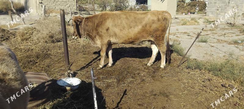 gysyr.sygyr - Bäherden - img 1