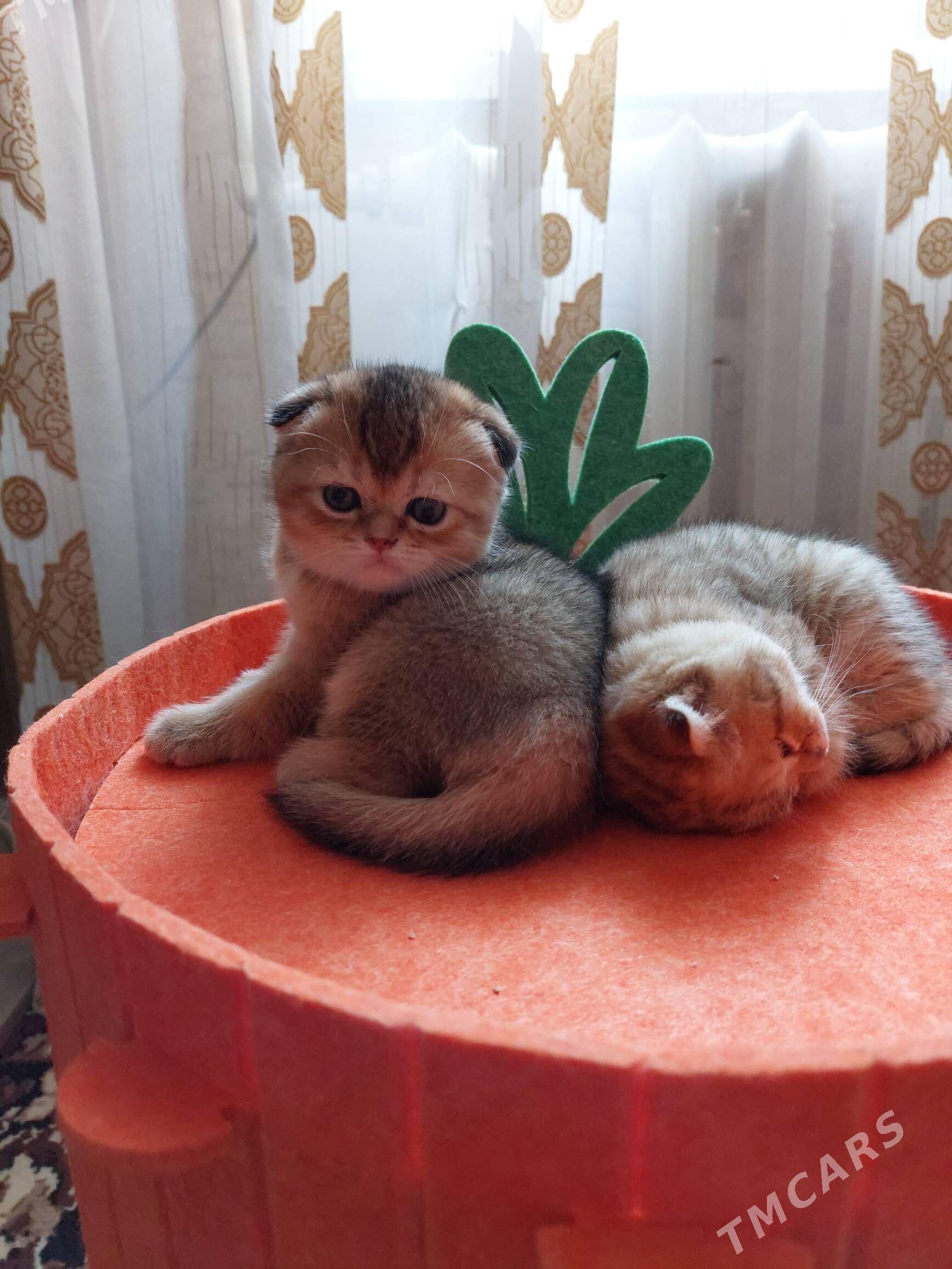 Золотая Шиншилла - Aşgabat - img 1