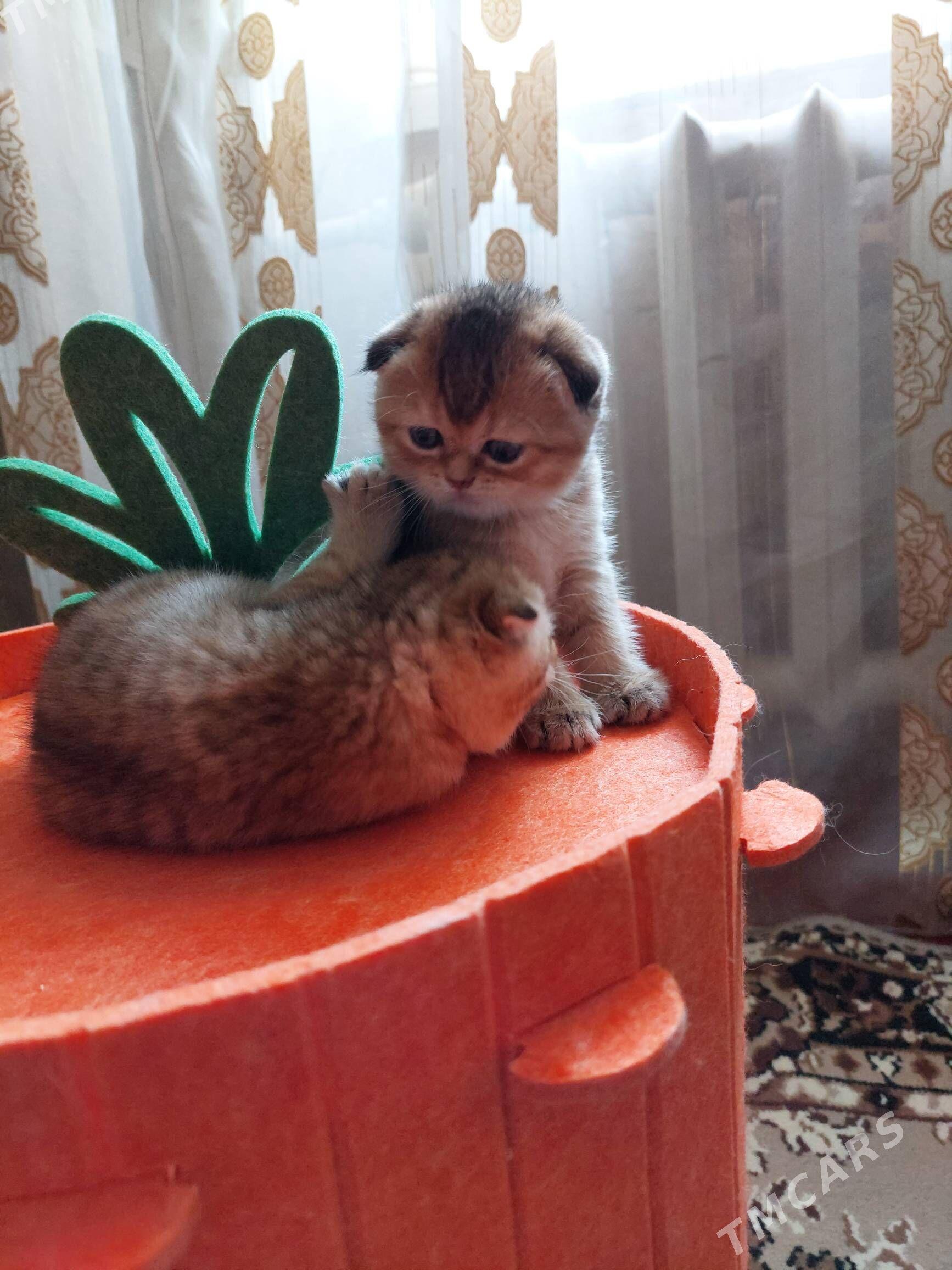 Золотая Шиншилла - Aşgabat - img 2