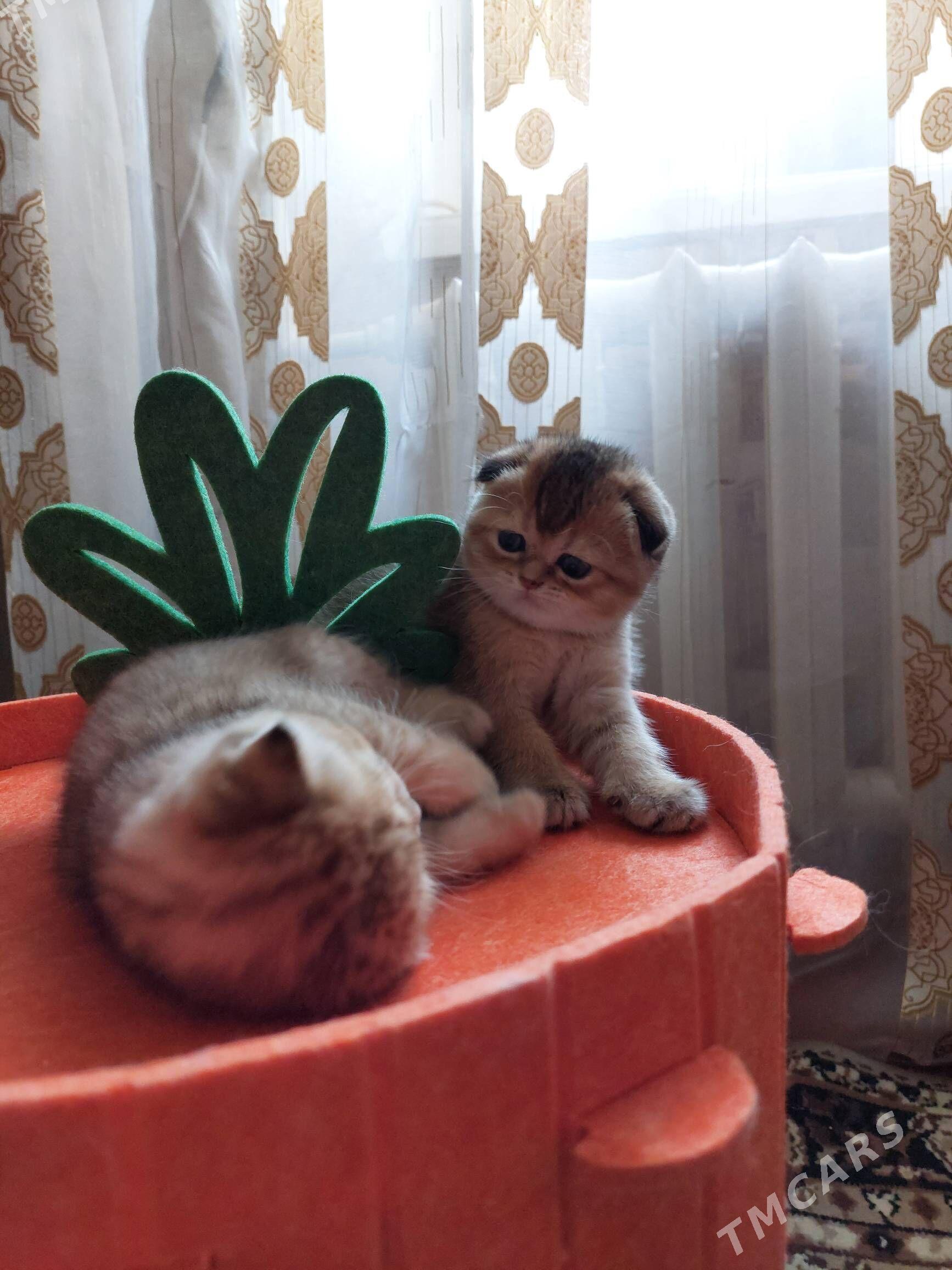 Золотая Шиншилла - Aşgabat - img 3