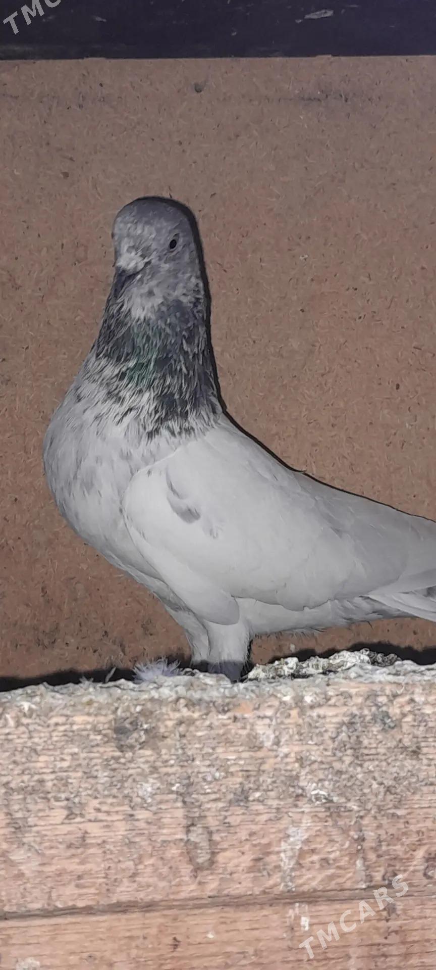 кепдери - Ашхабад - img 3