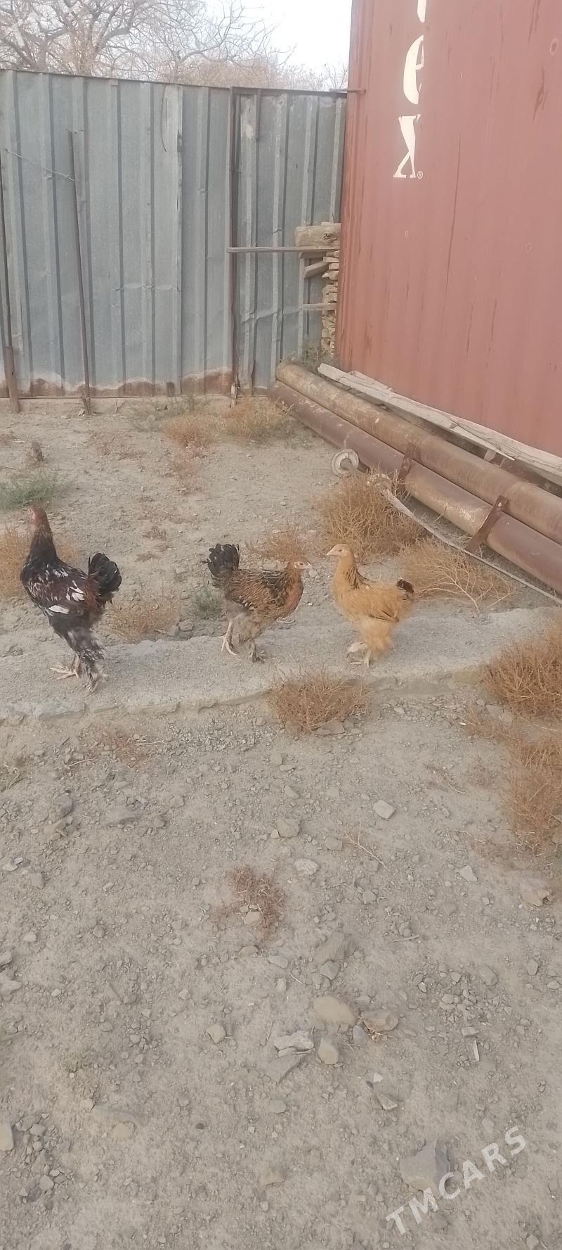 Brama jüýje - Берекет - img 2