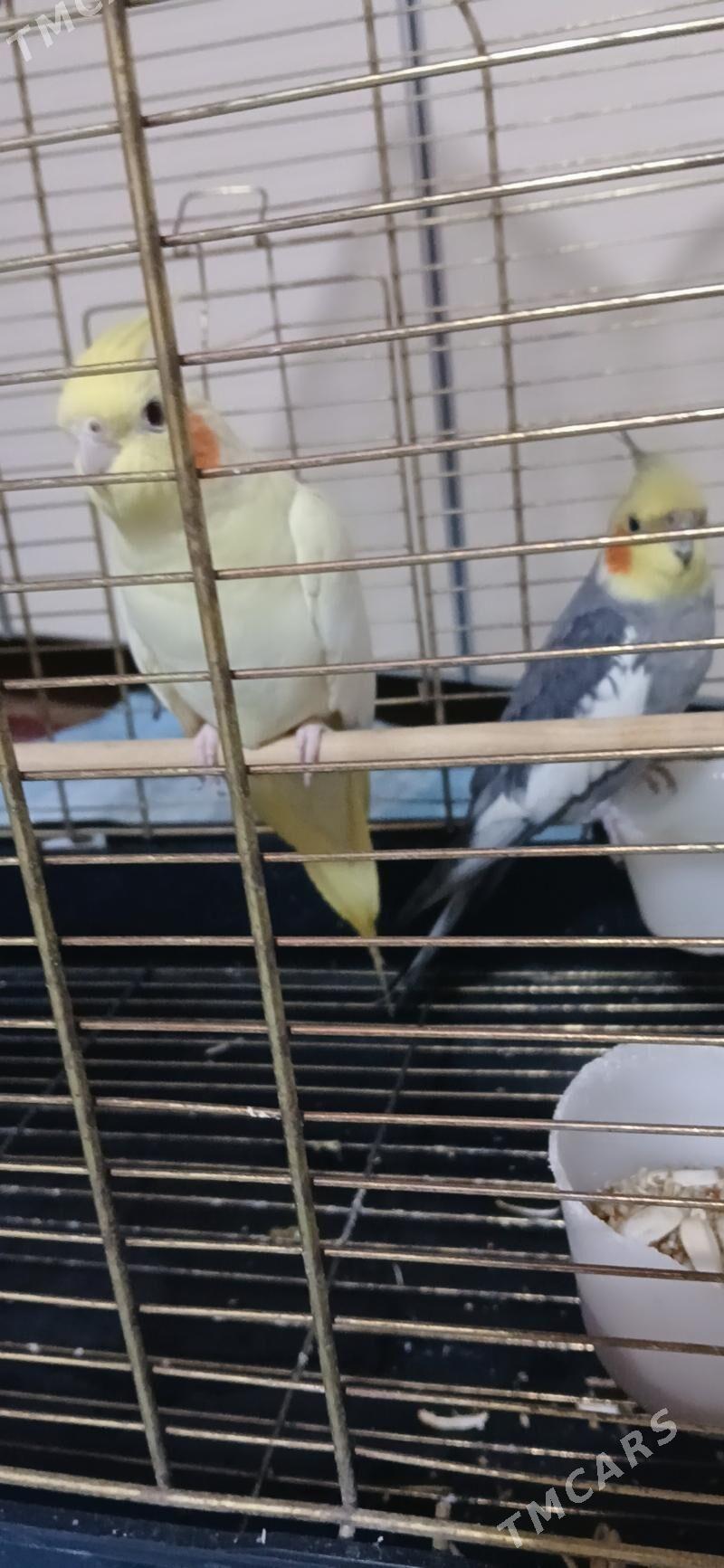 gus - Гаудан "В" - img 2