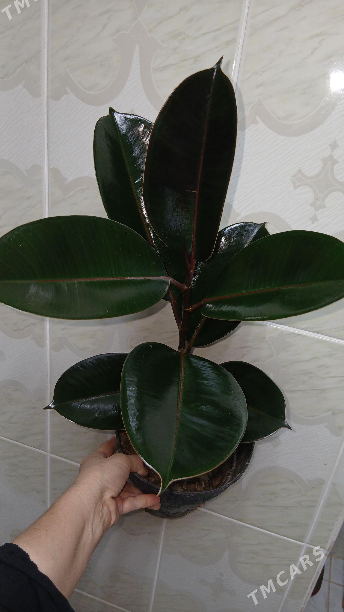 guller - Parahat 5 - img 3