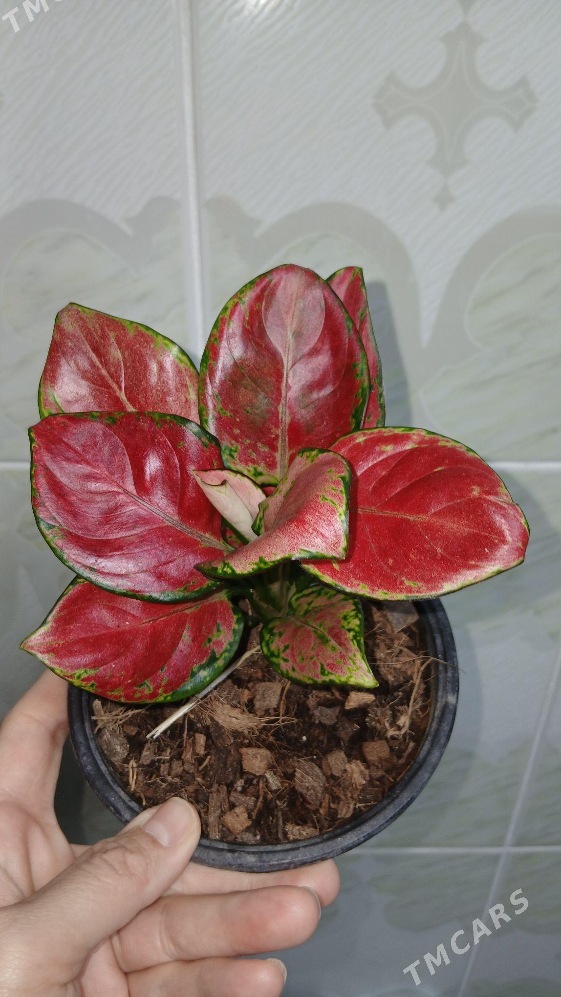 guller - Parahat 5 - img 6