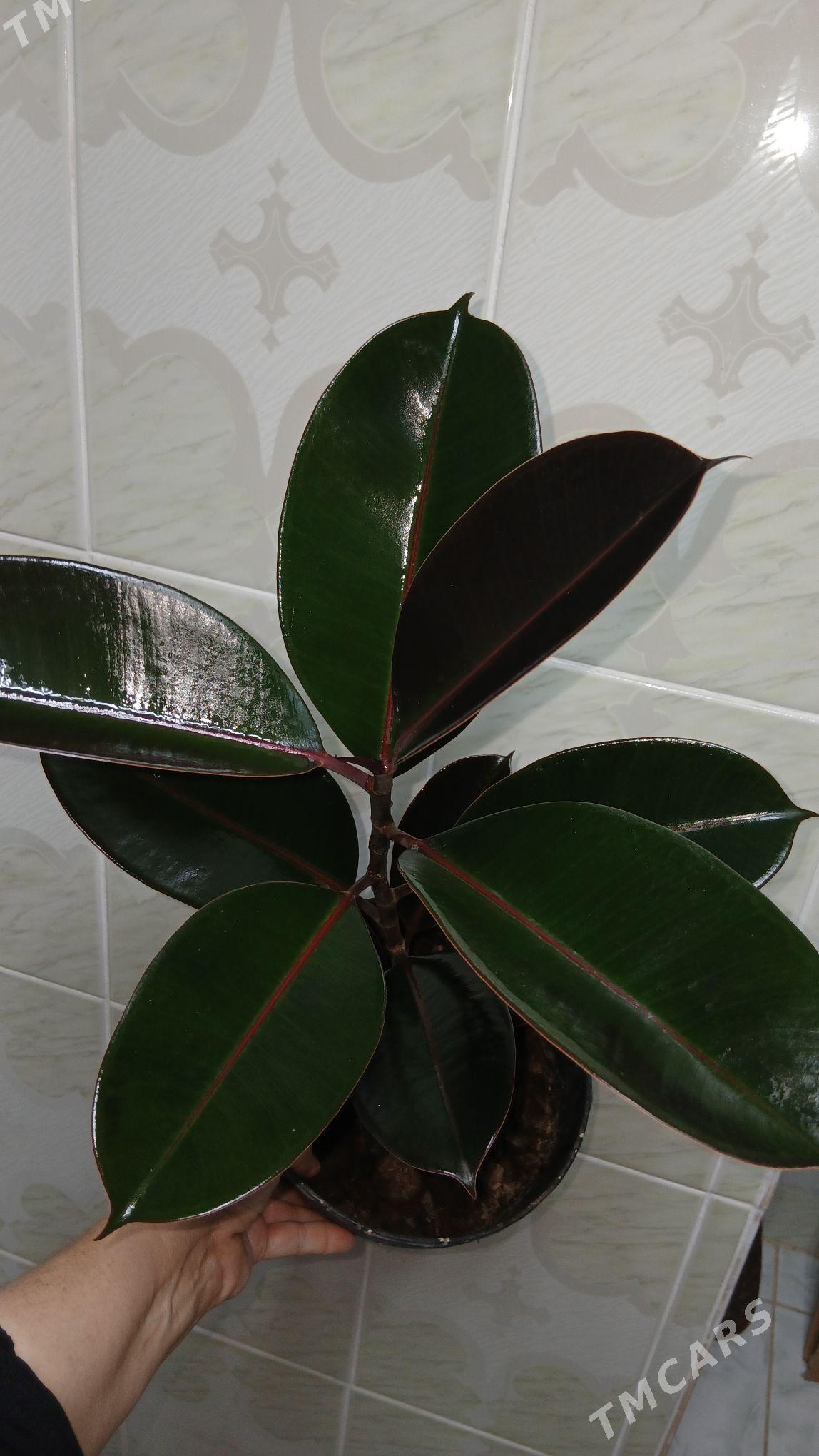 guller - Parahat 5 - img 2