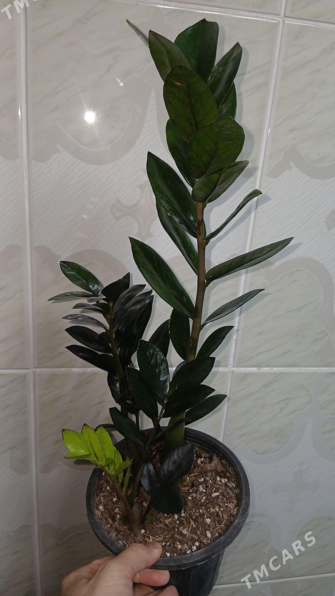 guller - Parahat 5 - img 1