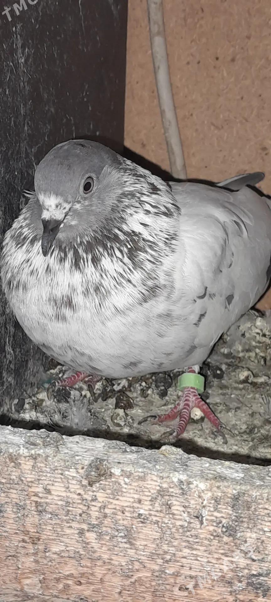 кепдери - Ашхабад - img 8