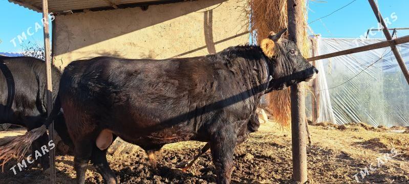 Bakylan Öküz - Gökdepe - img 3