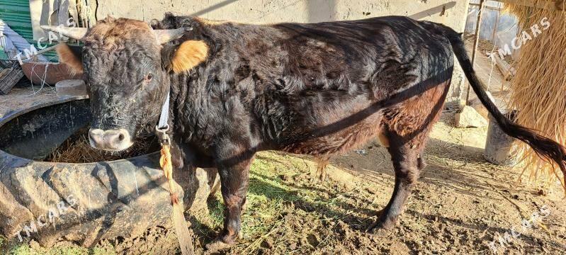 Bakylan Öküz - Gökdepe - img 1