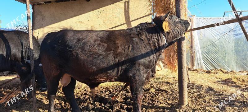 Bakylan Öküz - Gökdepe - img 4