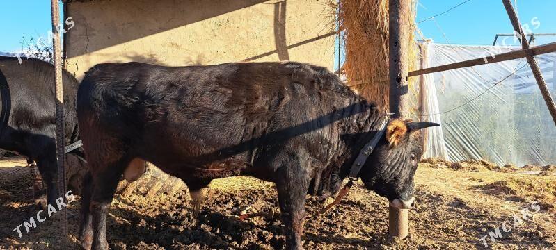 Bakylan Öküz - Gökdepe - img 5