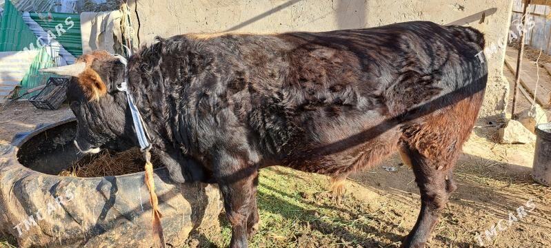 Bakylan Öküz - Gökdepe - img 2