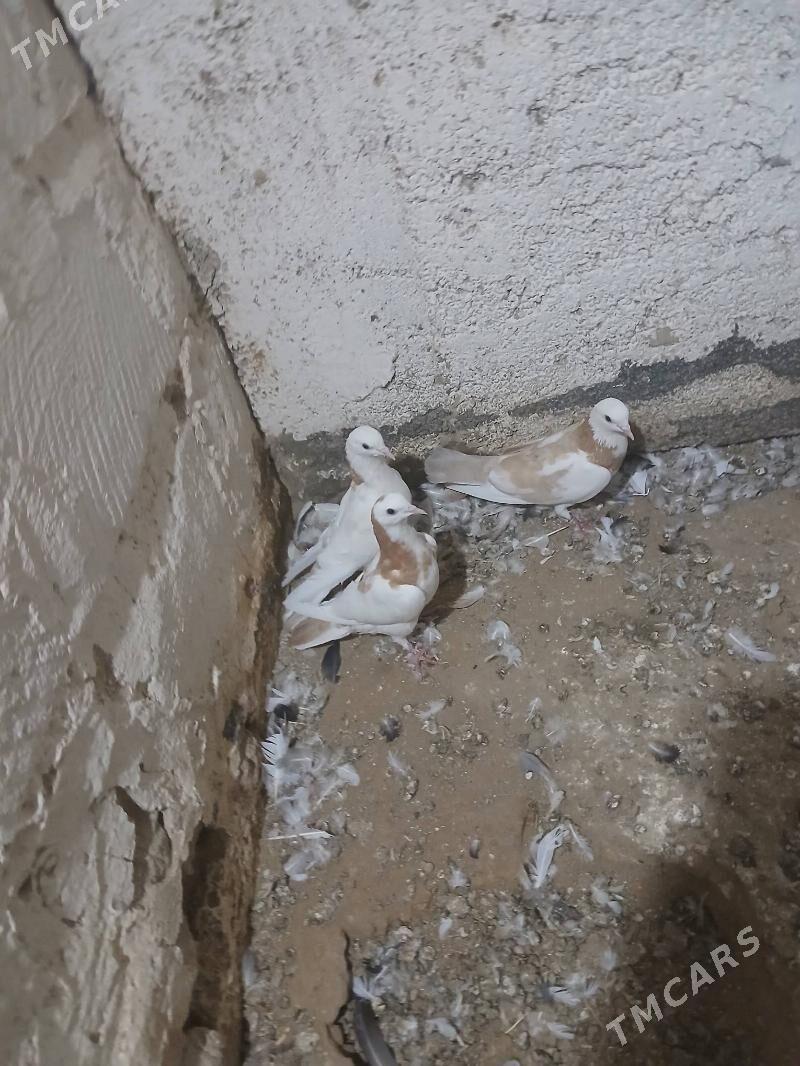 kepderi - Гызыларбат - img 4