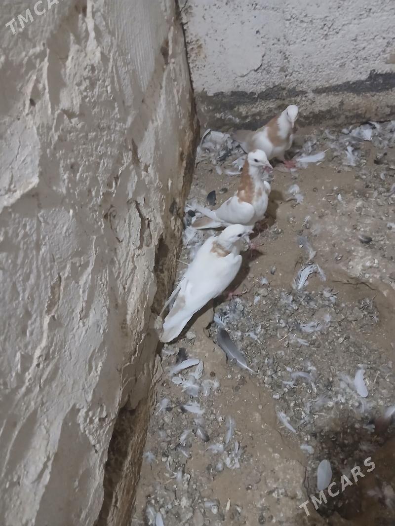 kepderi - Гызыларбат - img 2