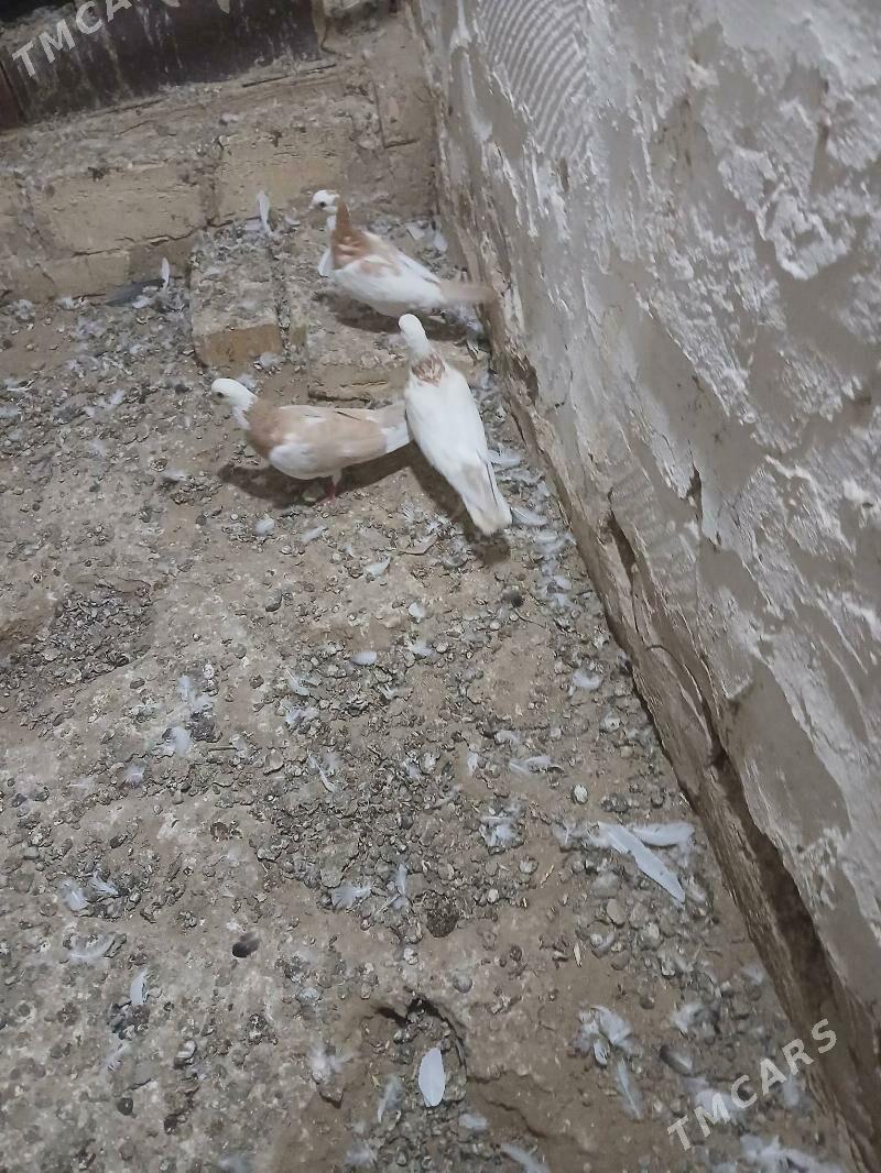 kepderi - Гызыларбат - img 1