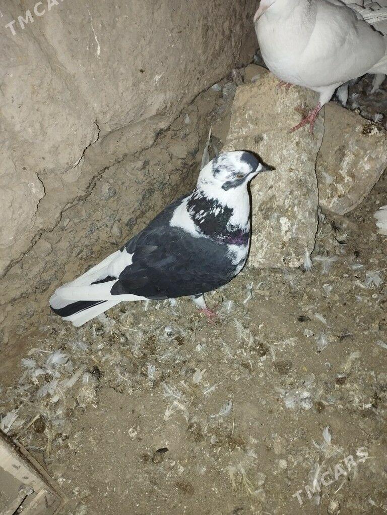 kepderi - Дашогуз - img 4