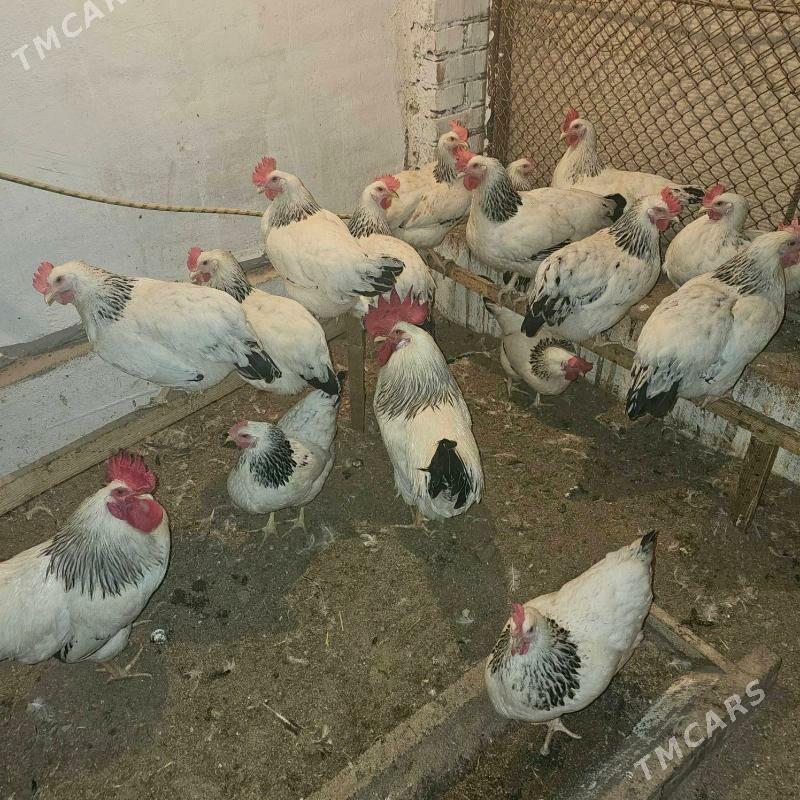 adler paroda - Туркменабат - img 3