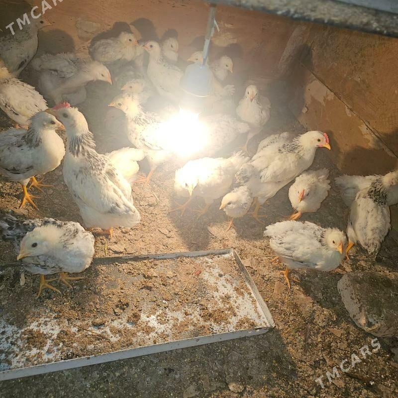 adler paroda - Туркменабат - img 2