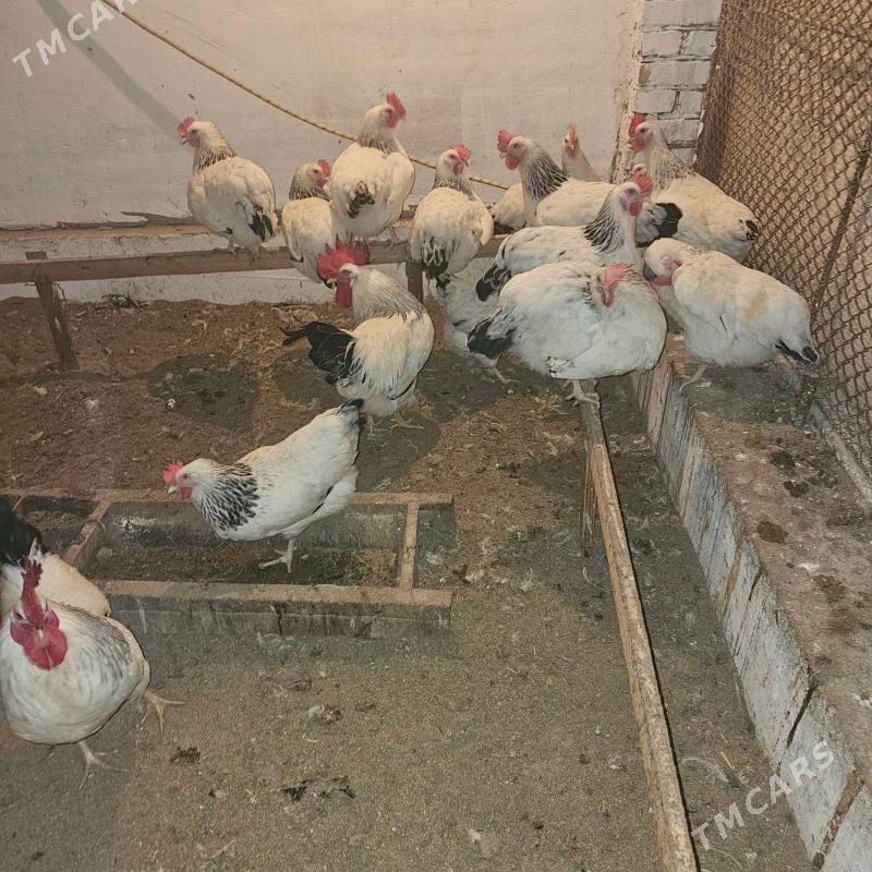 adler paroda - Туркменабат - img 4