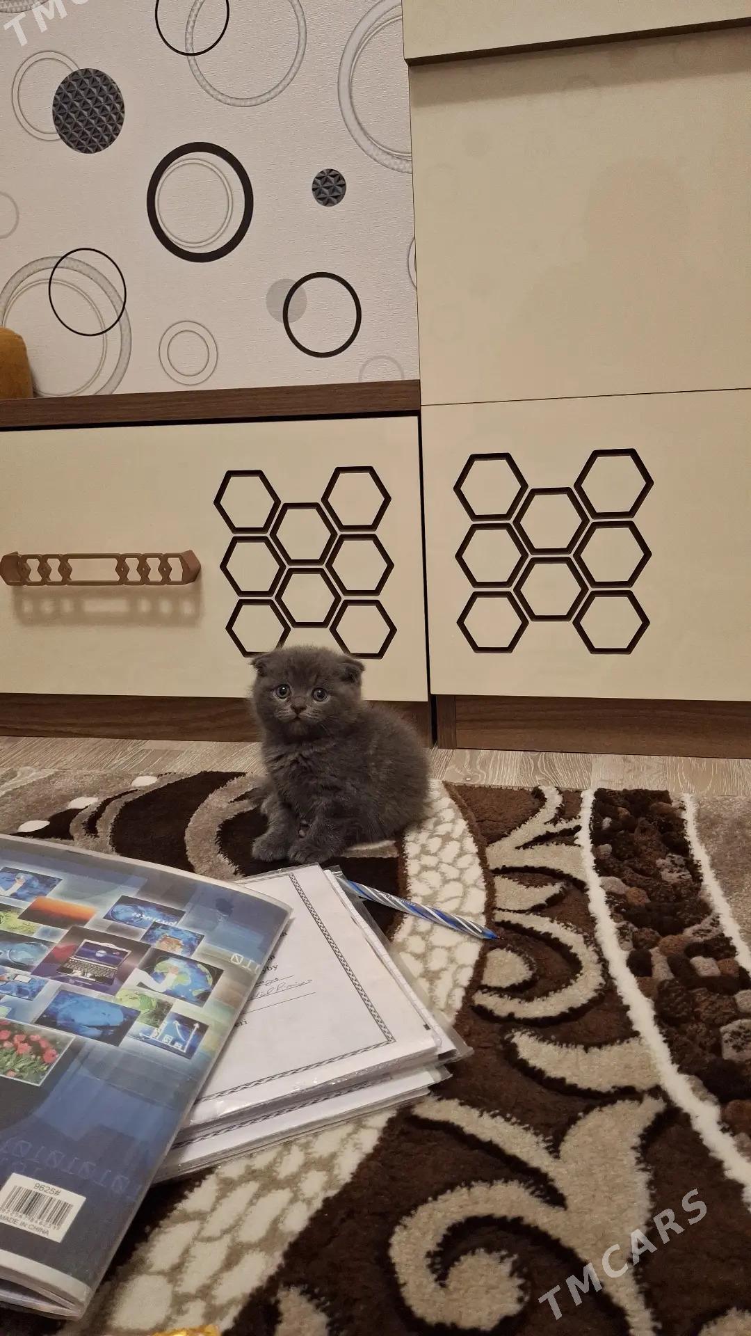 Шотландская вислоухая кошка - Чарджоу - img 1