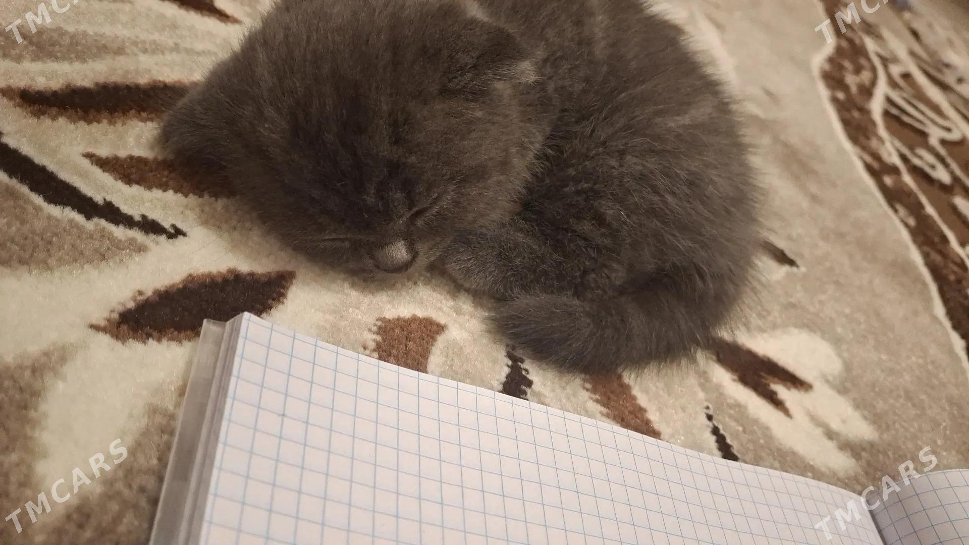 Шотландская вислоухая кошка - Чарджоу - img 2