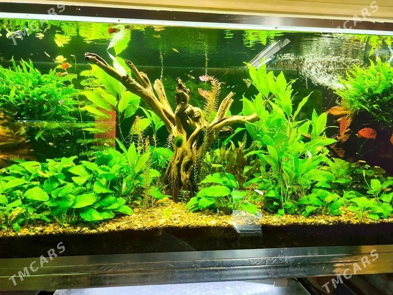 Аквариумные растения - Türkmenbaşy - img 3