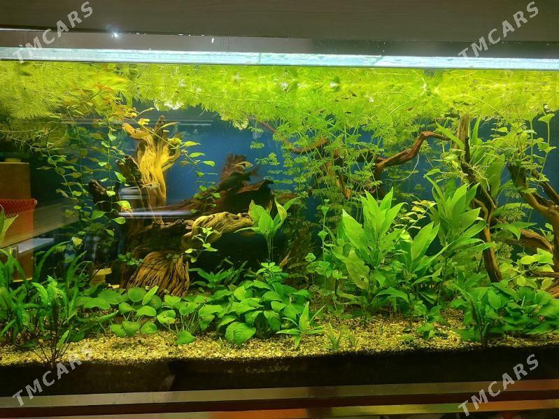 Аквариумные растения - Türkmenbaşy - img 2