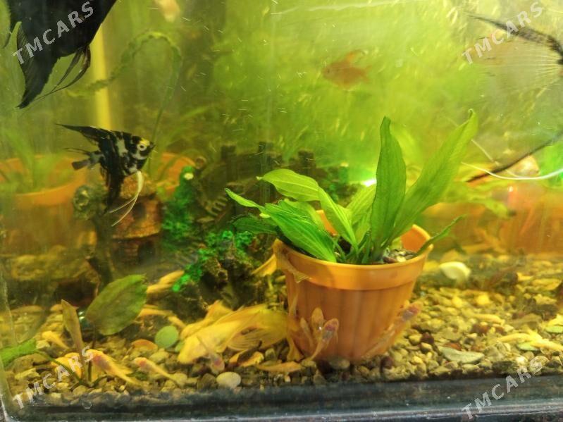 анцитрусы - Türkmenabat - img 3